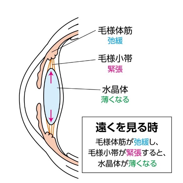 見え方